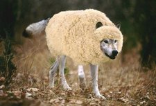Wolf-in-Sheeps-Clothing